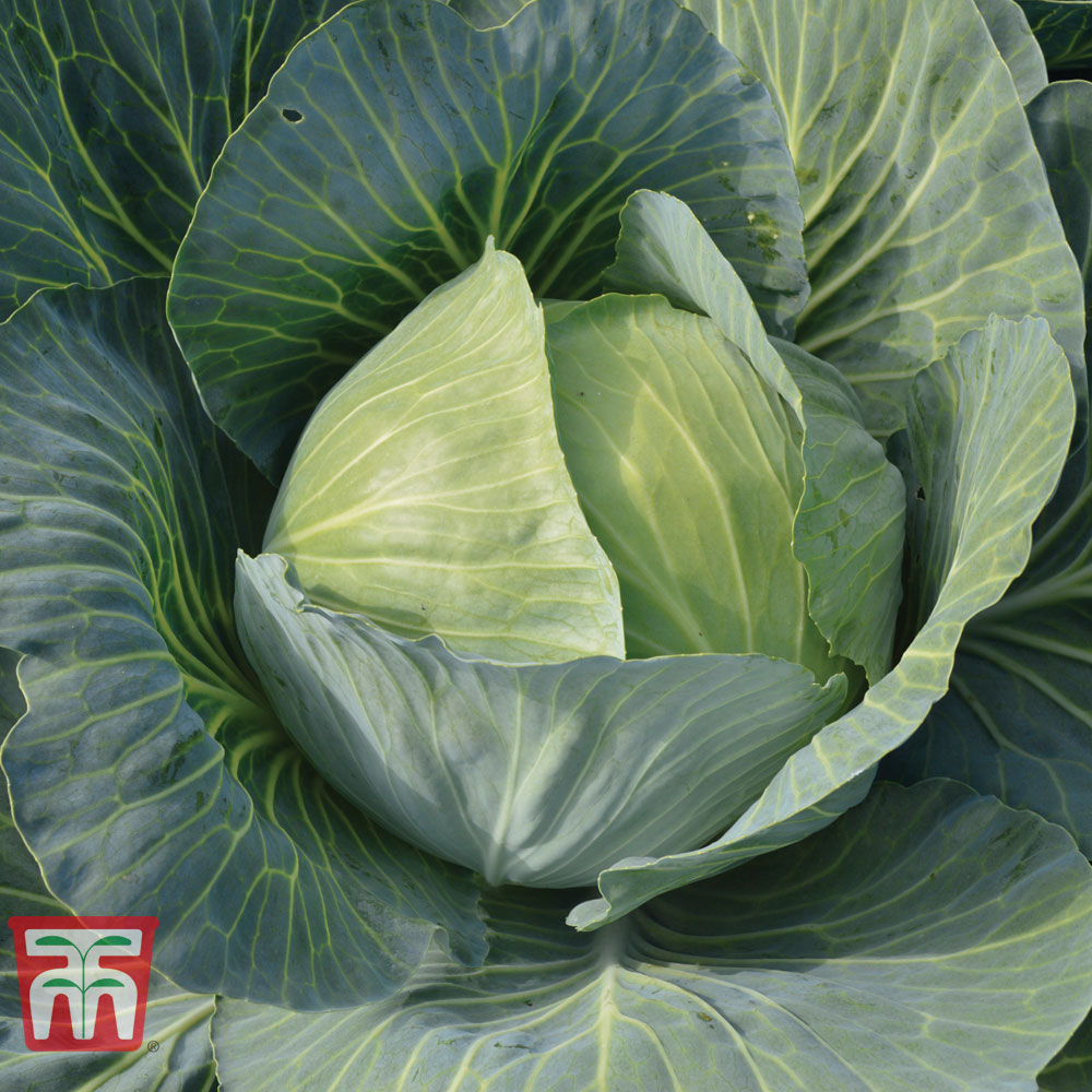 Cabbage 'Gilson' F1 Hybrid (Autumn)