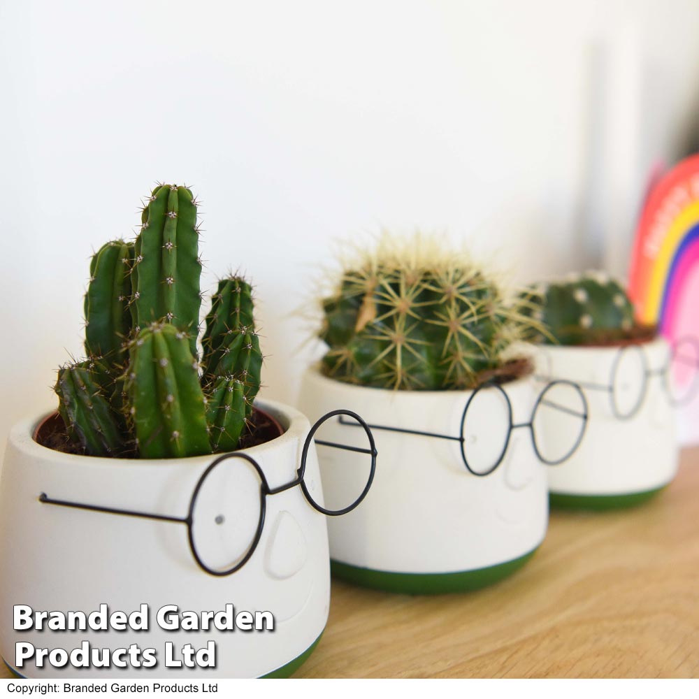 Cactus in Decorative Pot