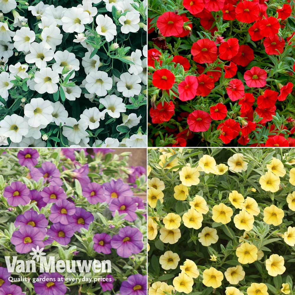 Calibrachoa 'Million Bells' Collection