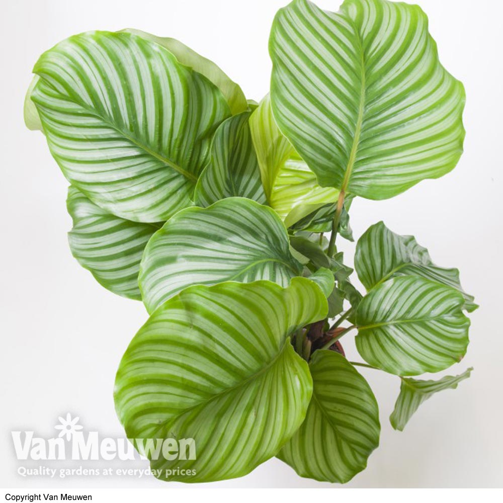 Calathea orbifolia (House Plant)