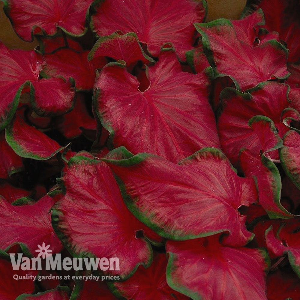 Caladium 'Cherry Tart'