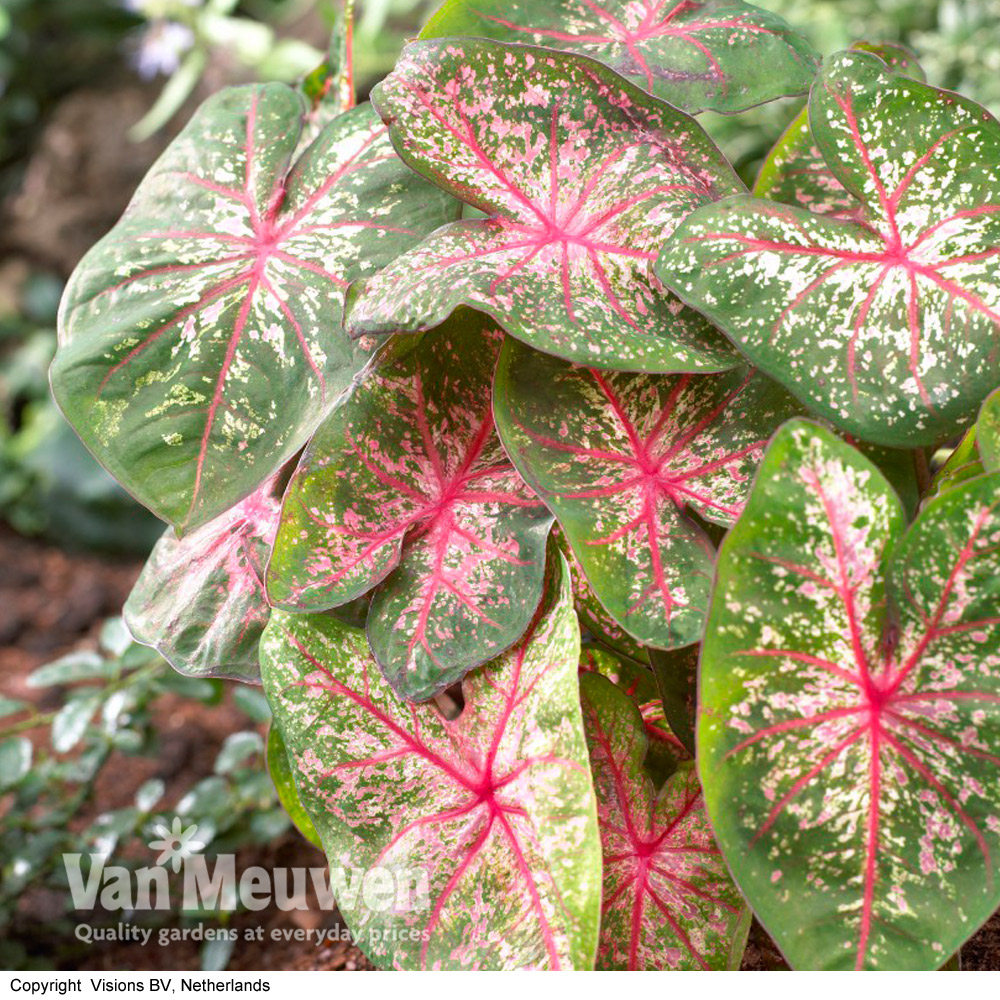 Caladium 'Pink Beauty'