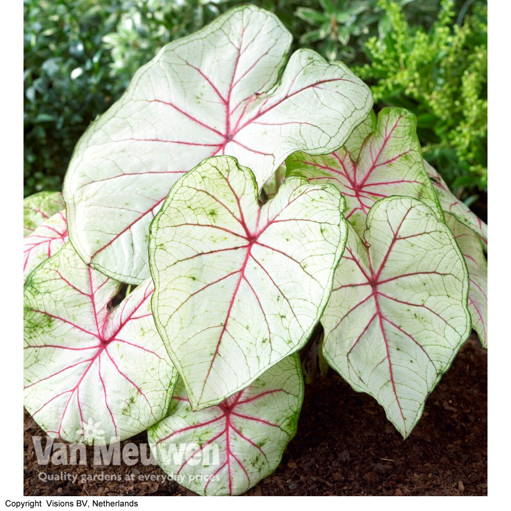 Caladium 'Fantasy'