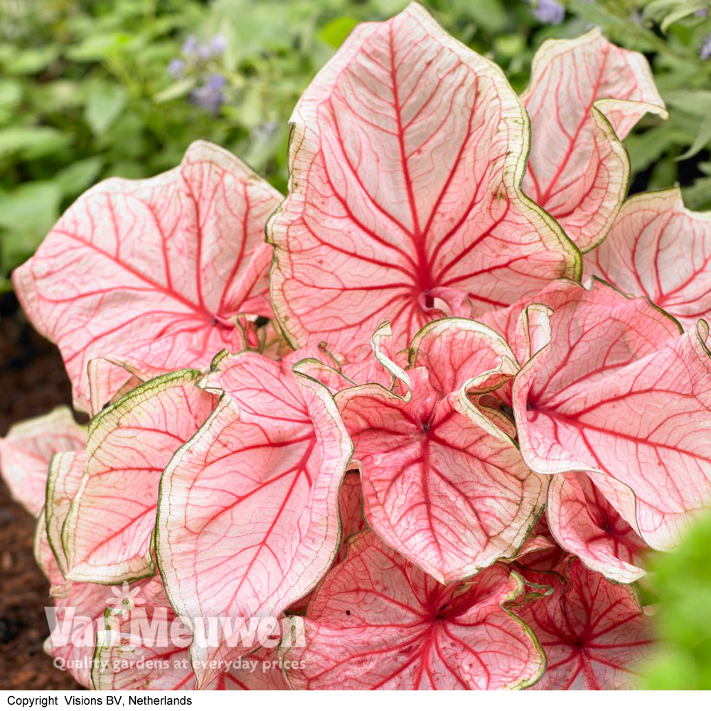 Caladium 'Sweetheart'