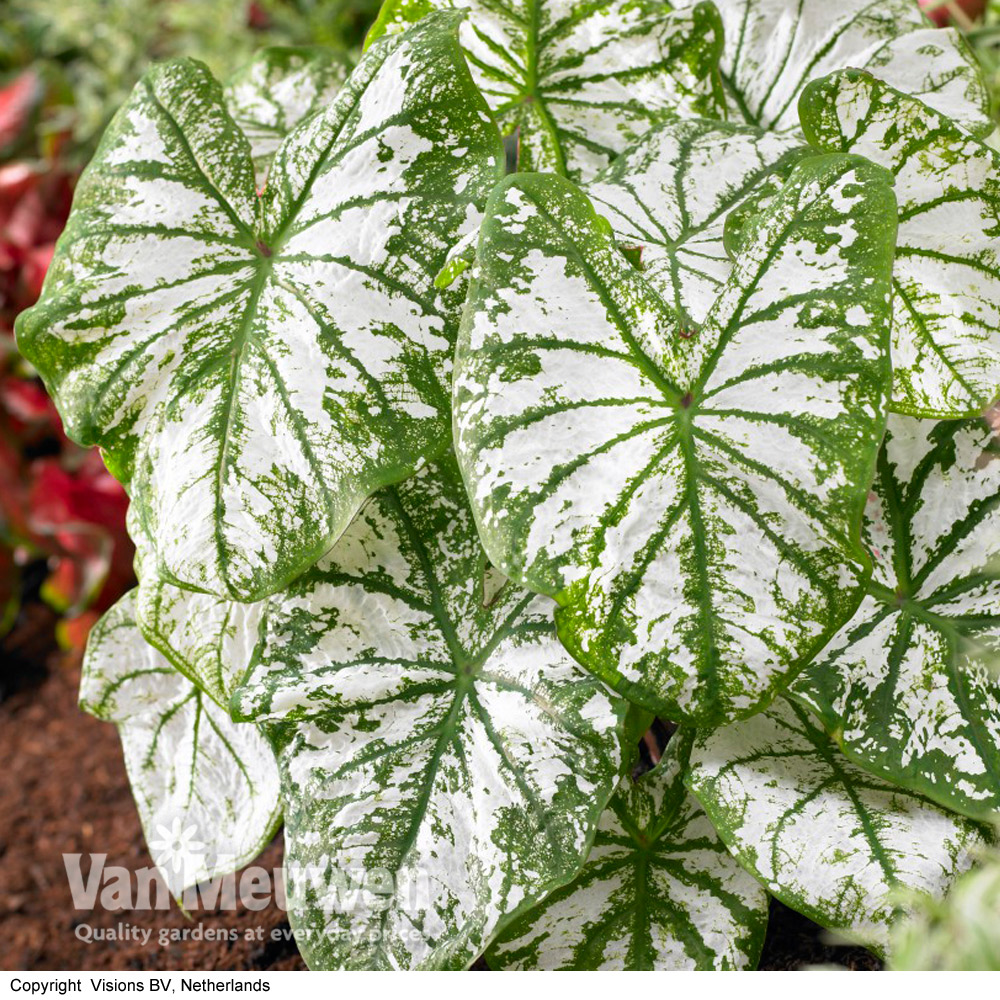 Caladium 'White Christmas'