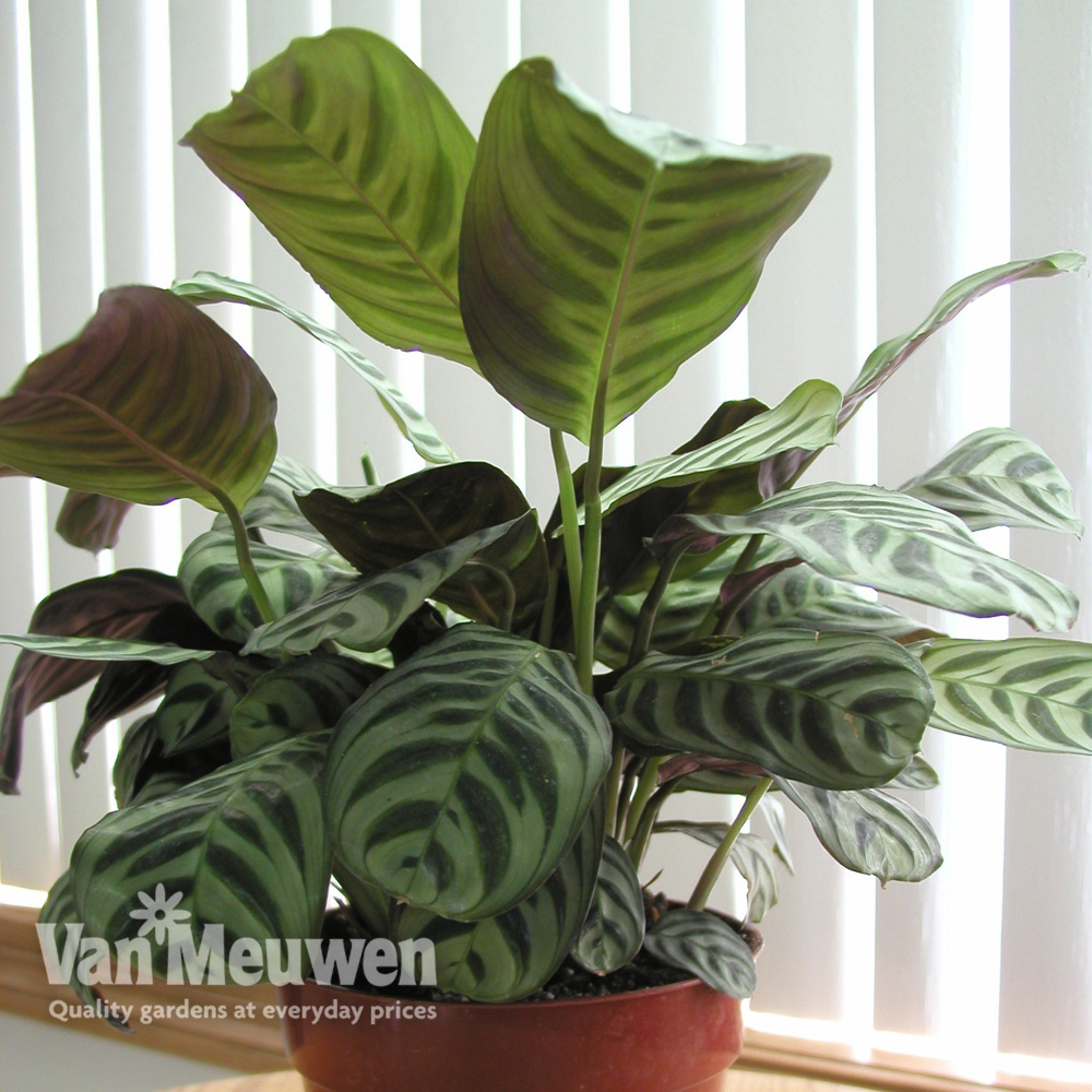 Calathea 'Freddy' (House Plant)