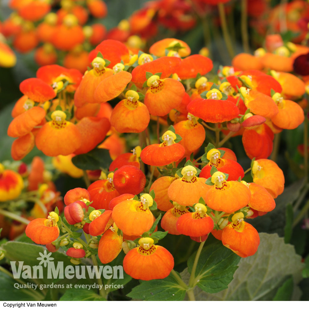 Calceolaria 'Calynopsis Orange'