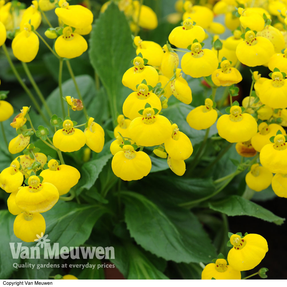 Calceolaria 'Calynopsis Yellow'