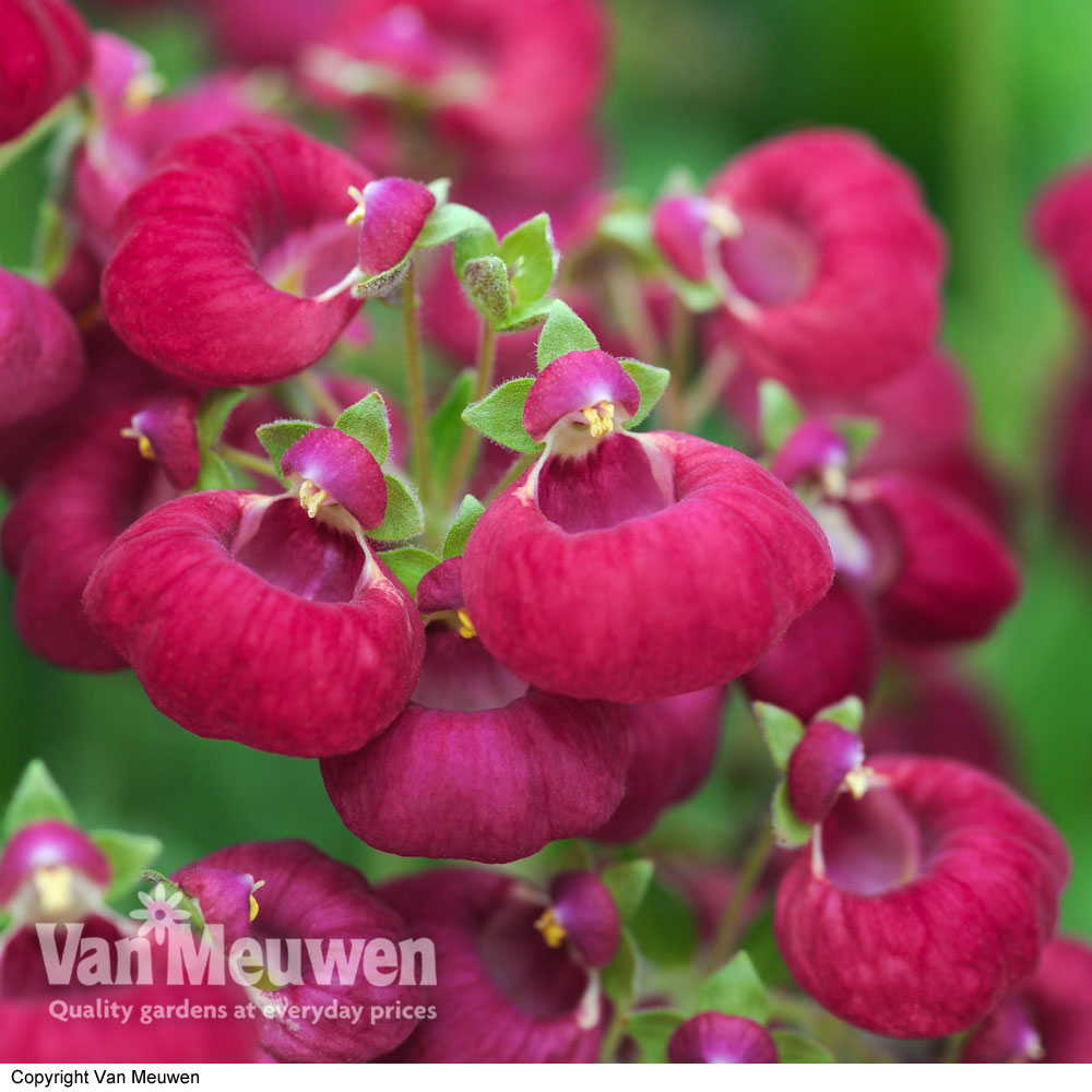 Calceolaria 'Calynopsis Cerise'