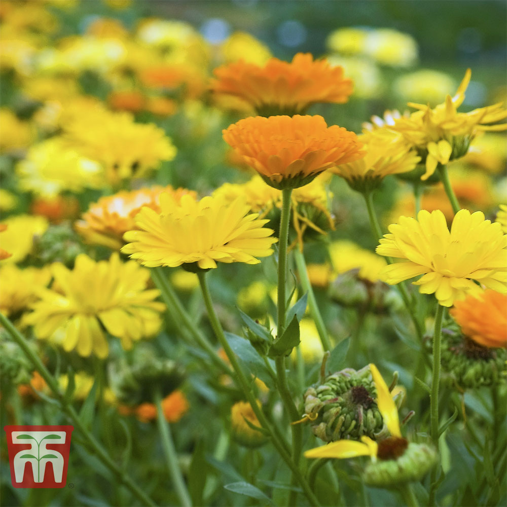 Calendula officinalis 'Fiesta Gitana Mixed'