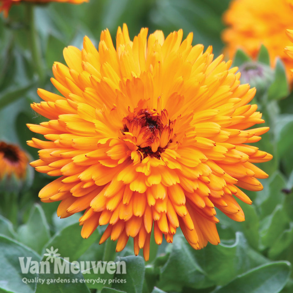 Calendula 'Spiky Orange'