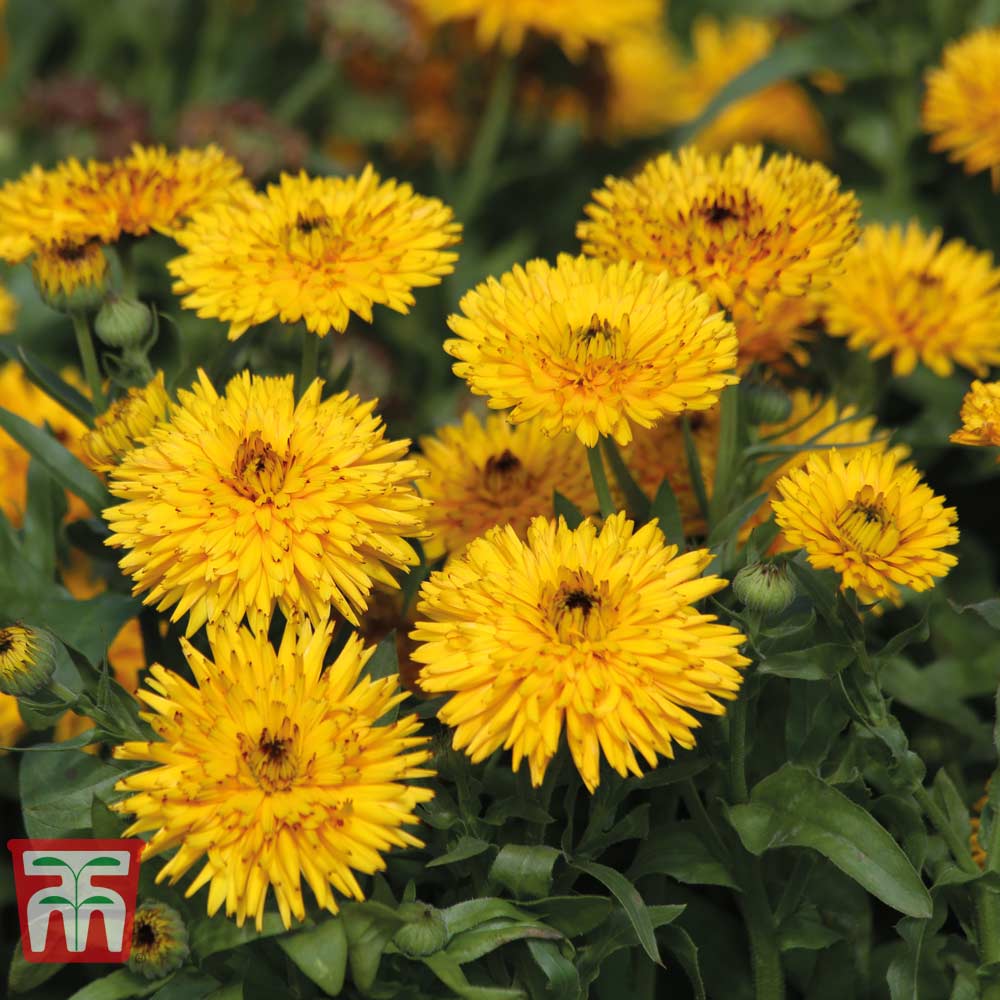 Calendula officinalis 'Calexis Yellow'