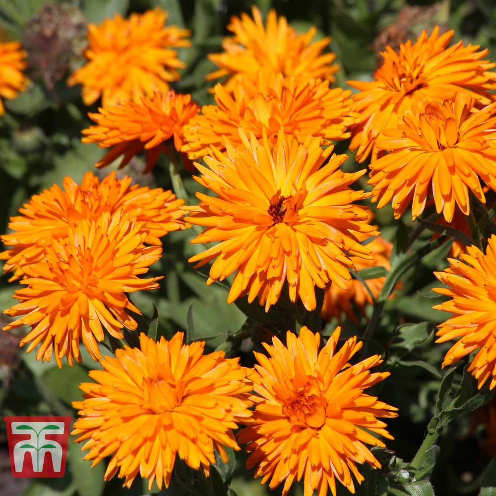 Calendula officinalis 'Calexis Orange'