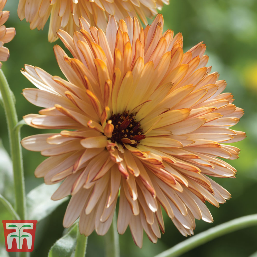 Calendula 'Orange Flash'