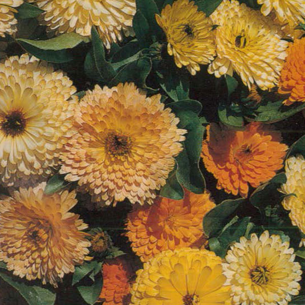 Calendula 'Art Shades' (Start-A-Garden&trade; Range)