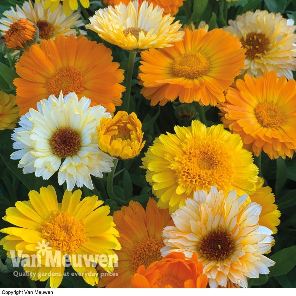 Calendula officinalis 'Summer Sunset'