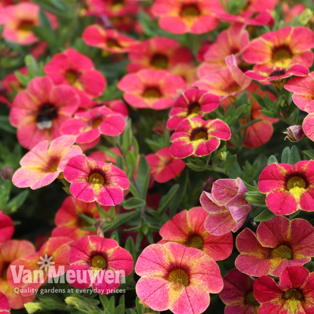 Calibrachoa Calita&reg; 'Apricot Shades'