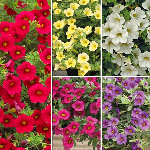 Calibrachoa 'Million Bells Mix'