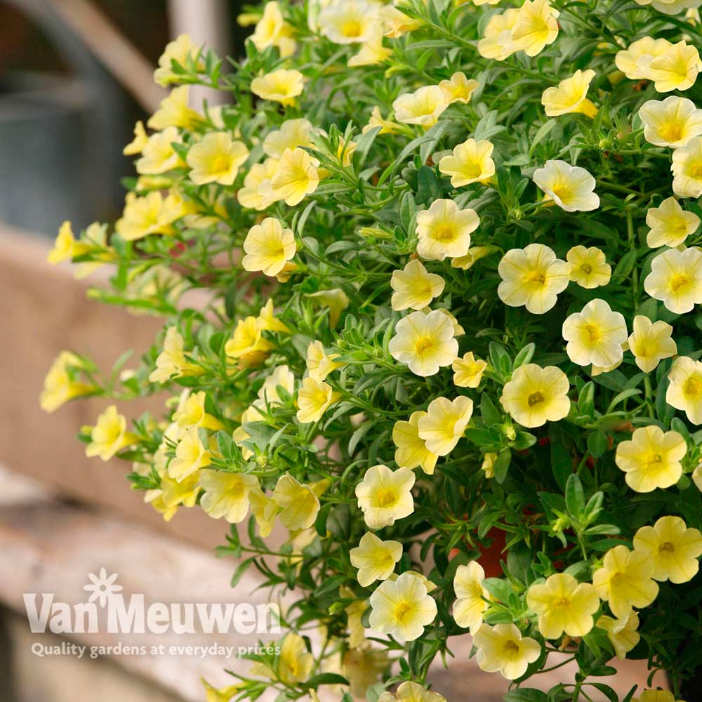 Calibrachoa 'Million Bells Yellow'