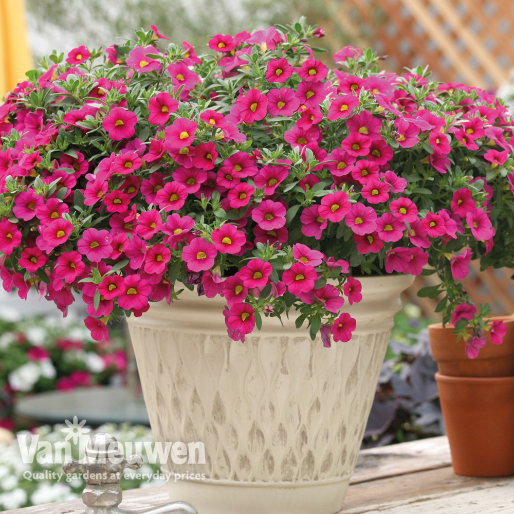 Calibrachoa 'Million Bells Pink'