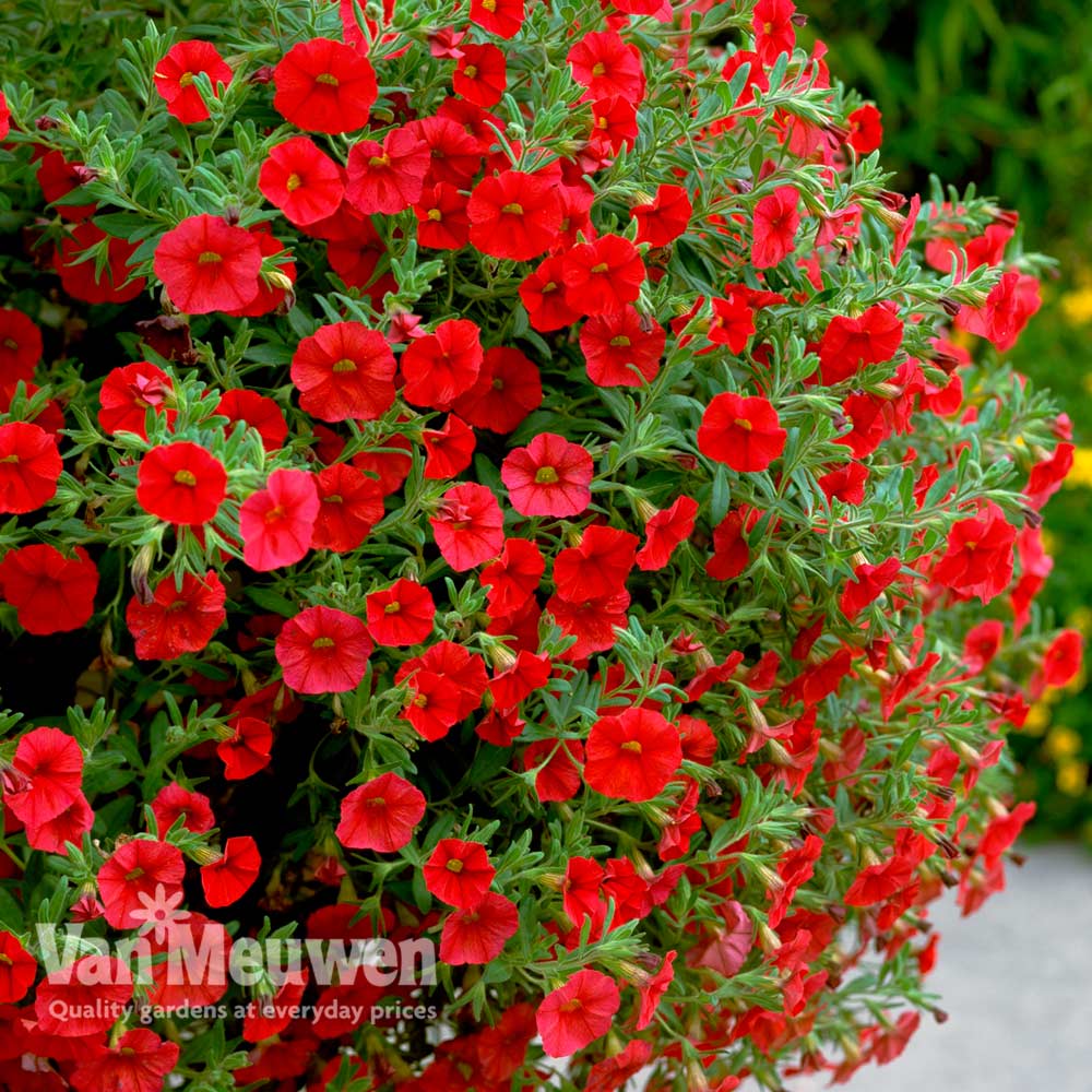 Calibrachoa 'Million Bells Red'