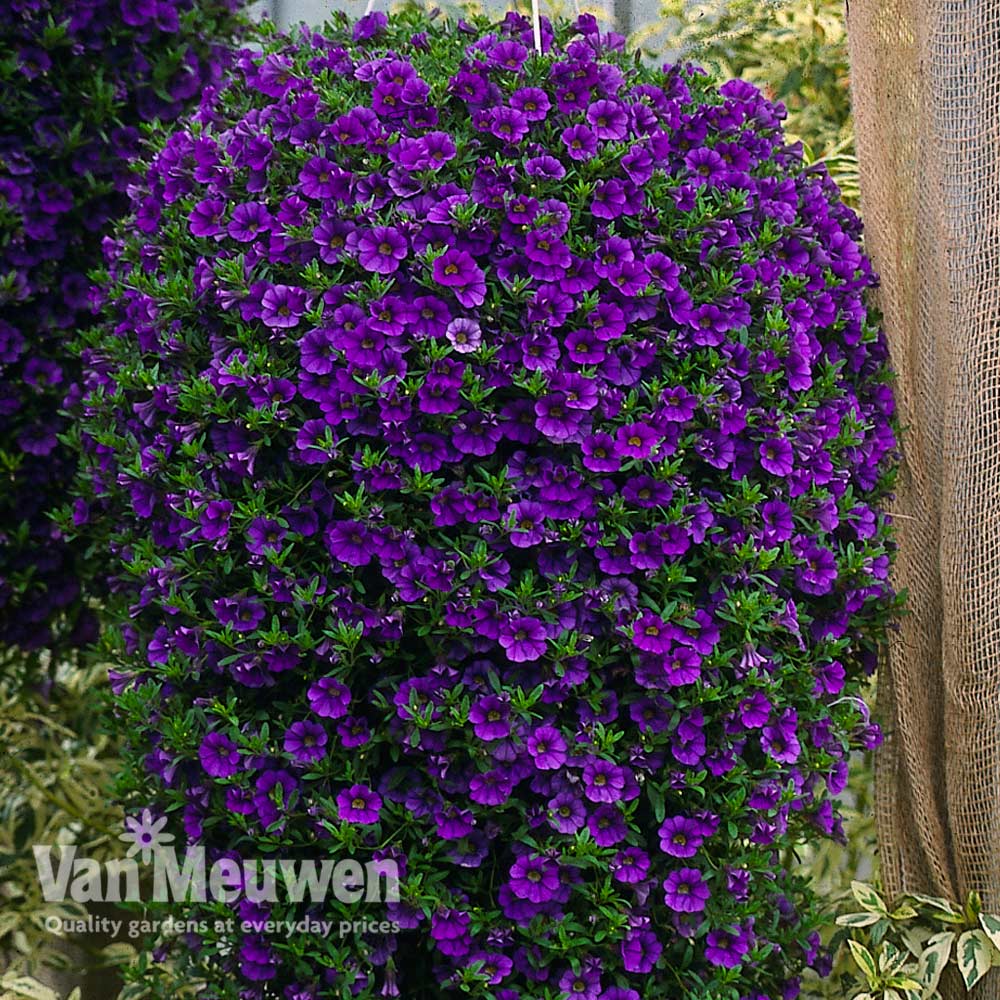 Calibrachoa 'Million Bells Blue'