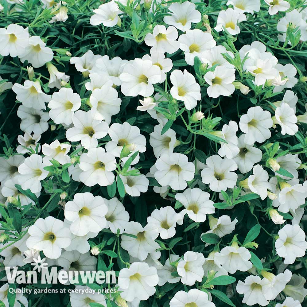 Calibrachoa 'Million Bells White'