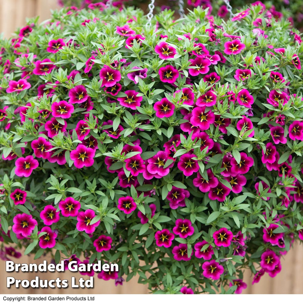 Calibrachoa 'Cabaret Good-Night-Kiss'