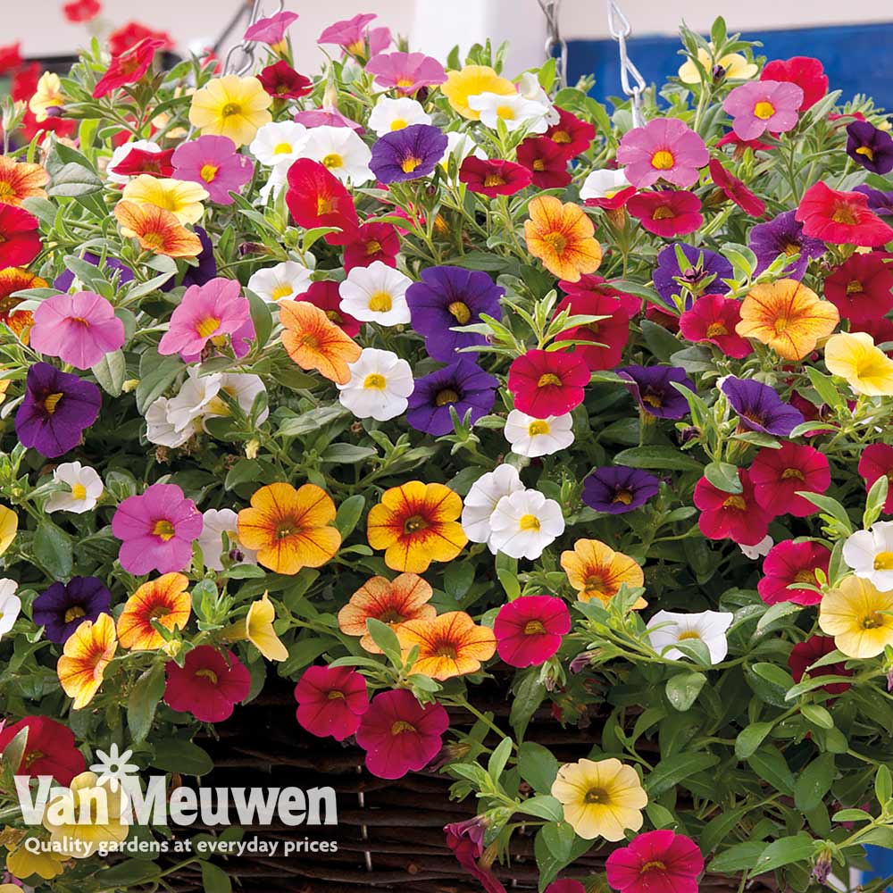 Calibrachoa 'Kabloom Mix'