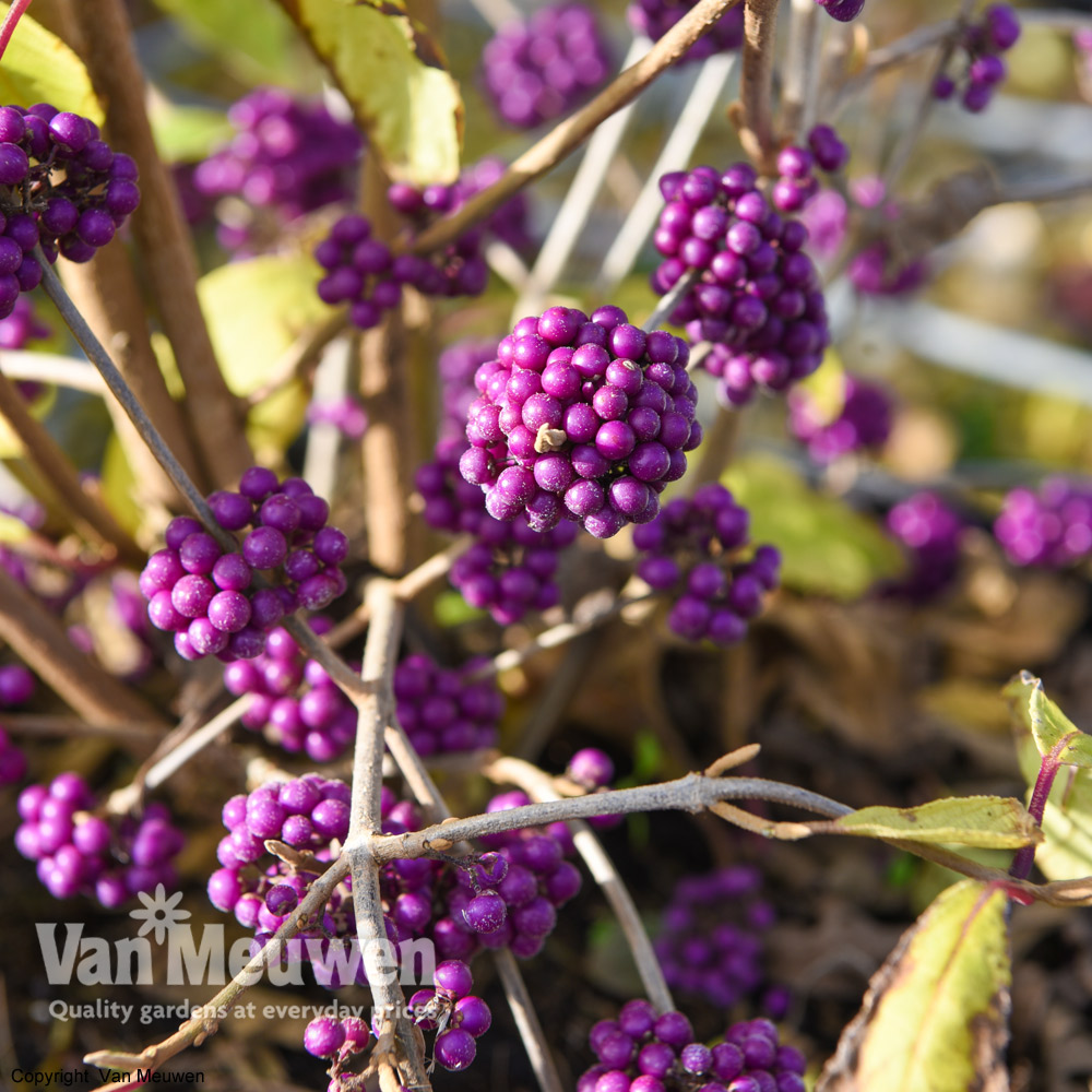 Callicarpa bodinieri var. giraldii 'Profusion'