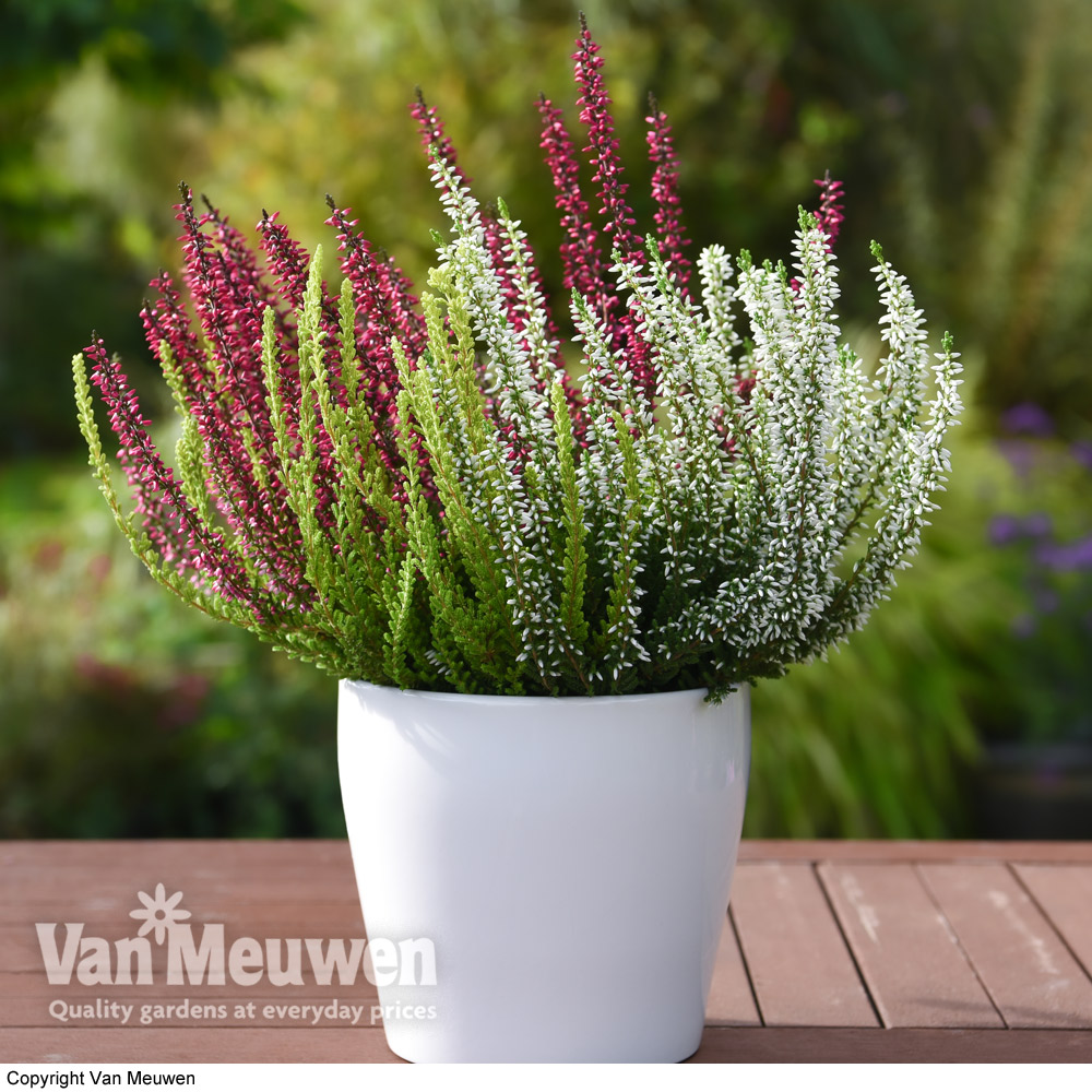 Calluna vulgaris 'Trio-Girls'