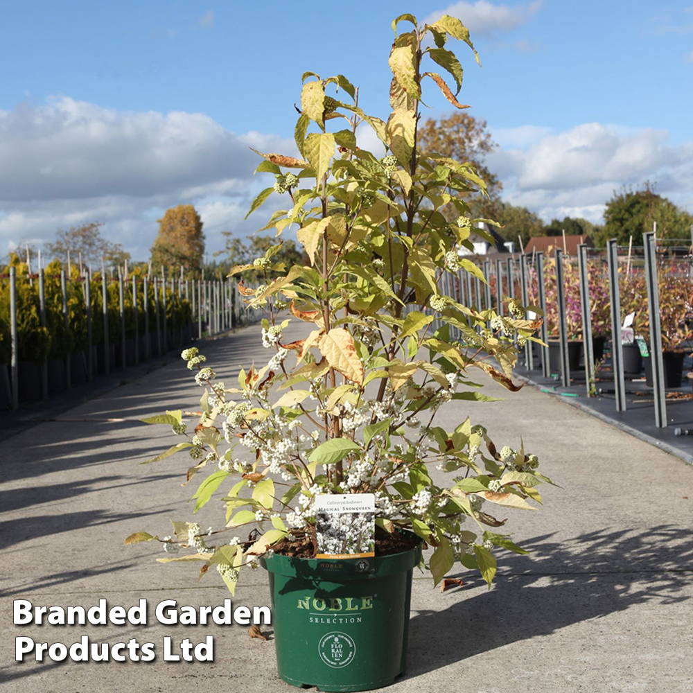 Callicarpa bodinieri 'Magical Snow Queen'