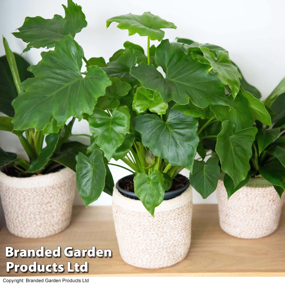 Calm Space Green Houseplant Mix in Decorative Wicker Basket