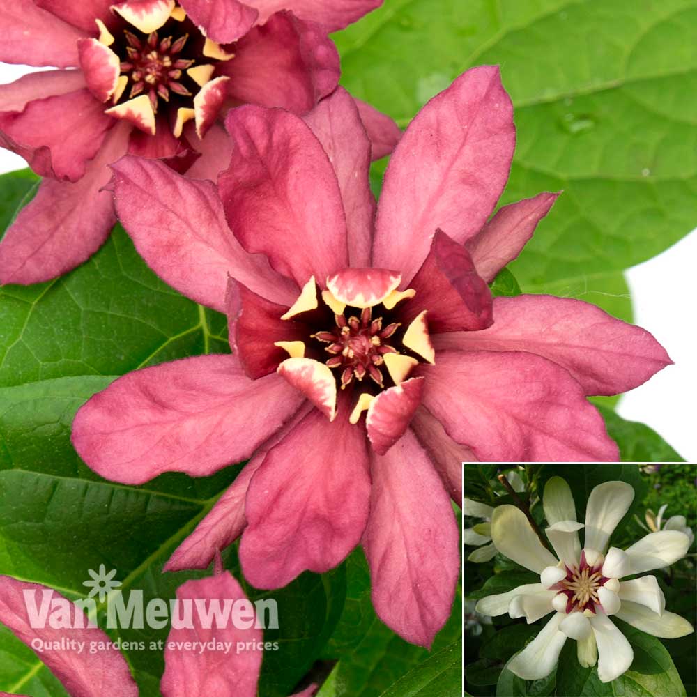 Calycanthus Duo