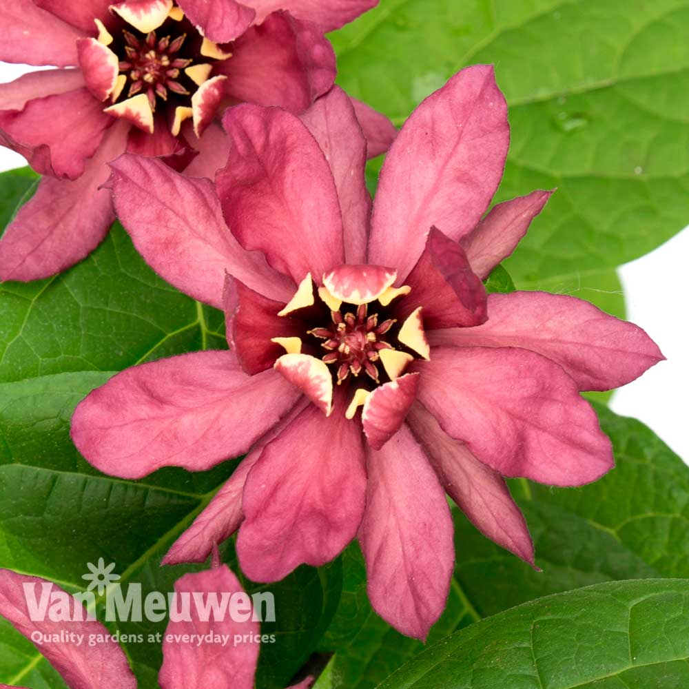 Calycanthus x raulstonii 'Hartlage Wine'