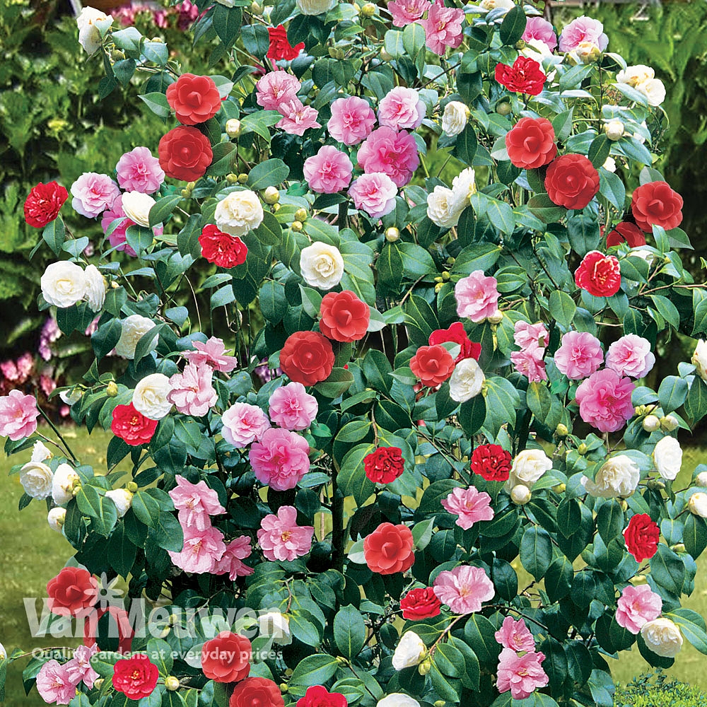 Camellia 'Tricolour'