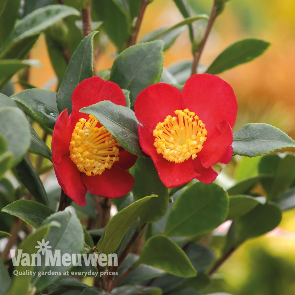 Camellia 'Yuletide'