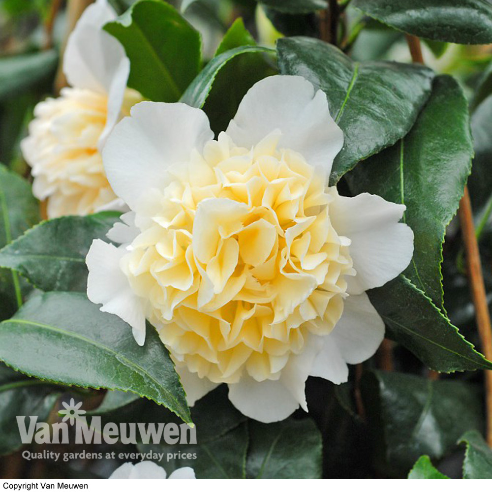 Camellia 'Brushfield's Yellow'