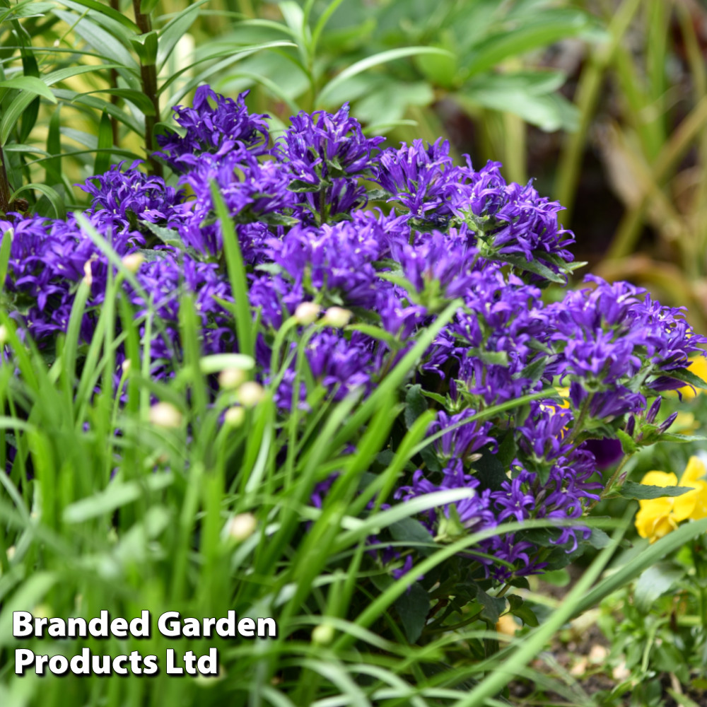 Campanula glomerata 'Blue Crown'