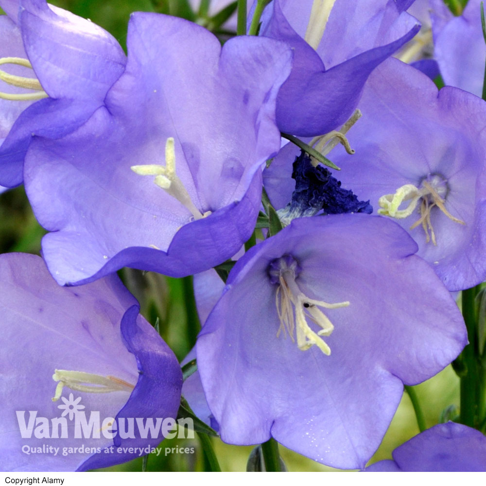 Campanula persicifolia 'Blue Bell'