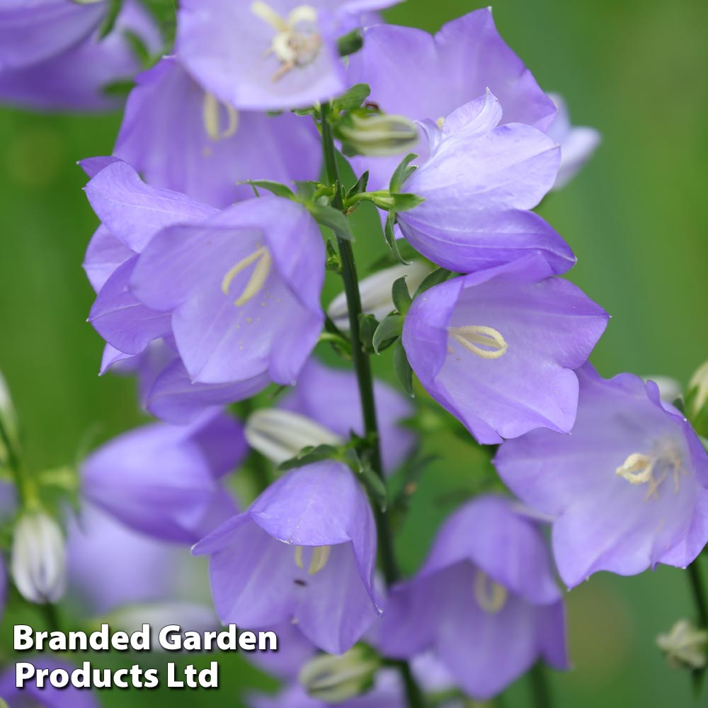 Campanula persicifolia 'Caerulea'