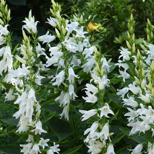 Campanula persicifolia var. alba
