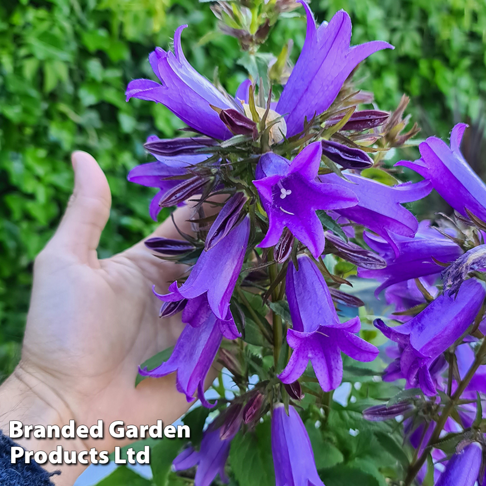 Campanula 'Re-Bell'