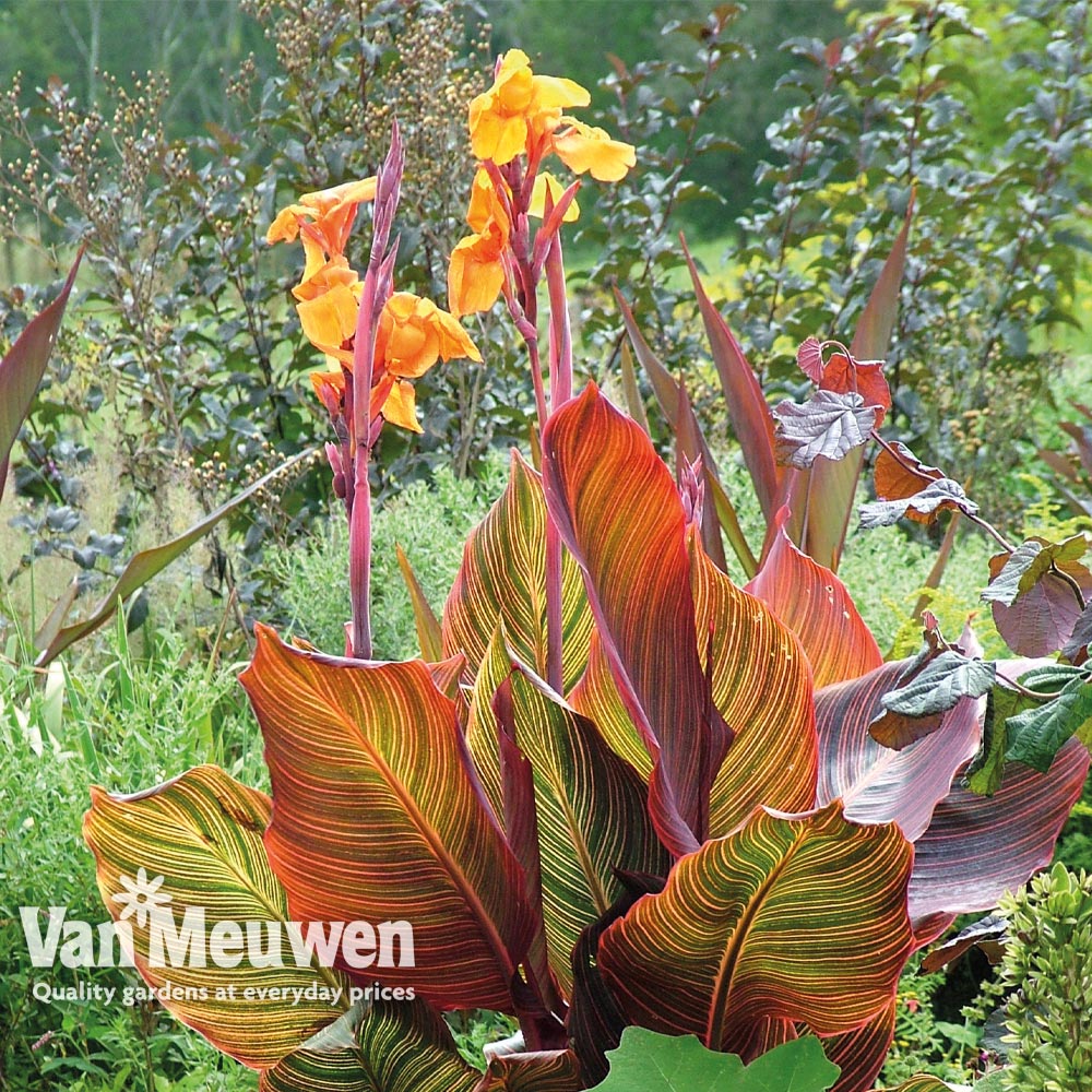 Canna Tropicanna