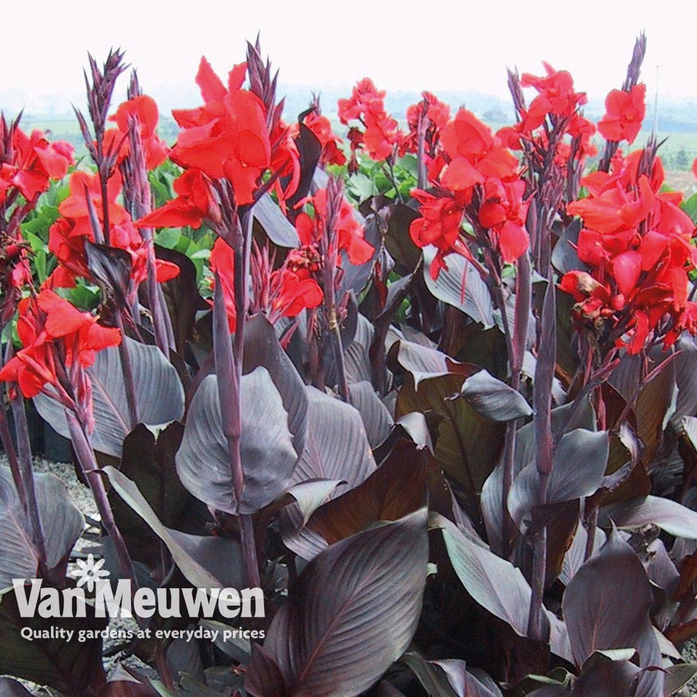 Canna Tropicanna Black