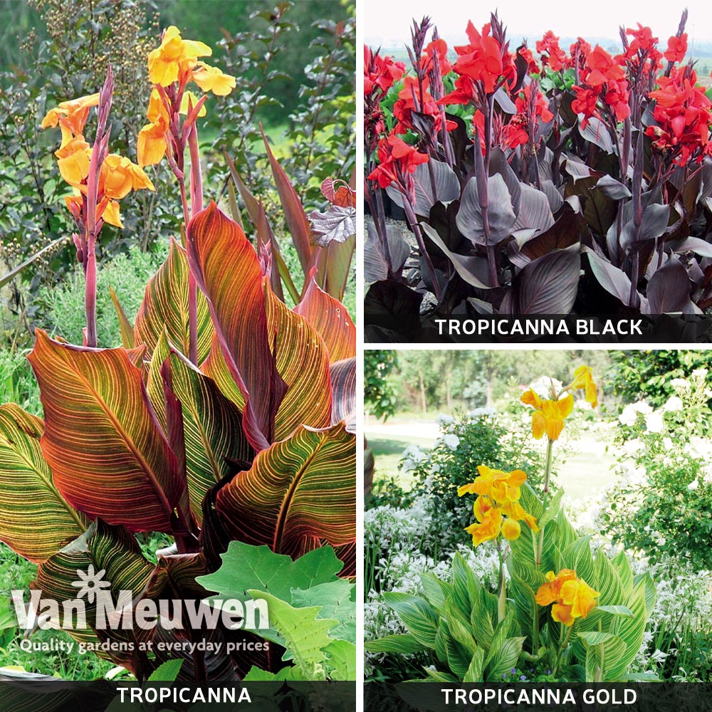 Canna Tropicana Trio