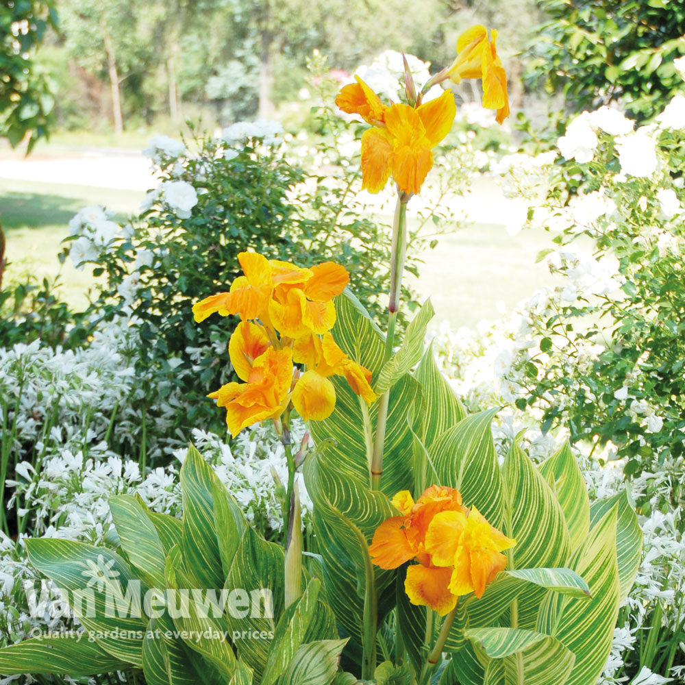 Canna 'Tropicanna Gold'