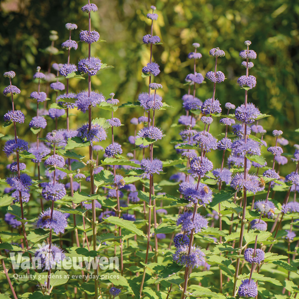 Caryopteris x clandonensis 'Kew Blue' (Large Plant)