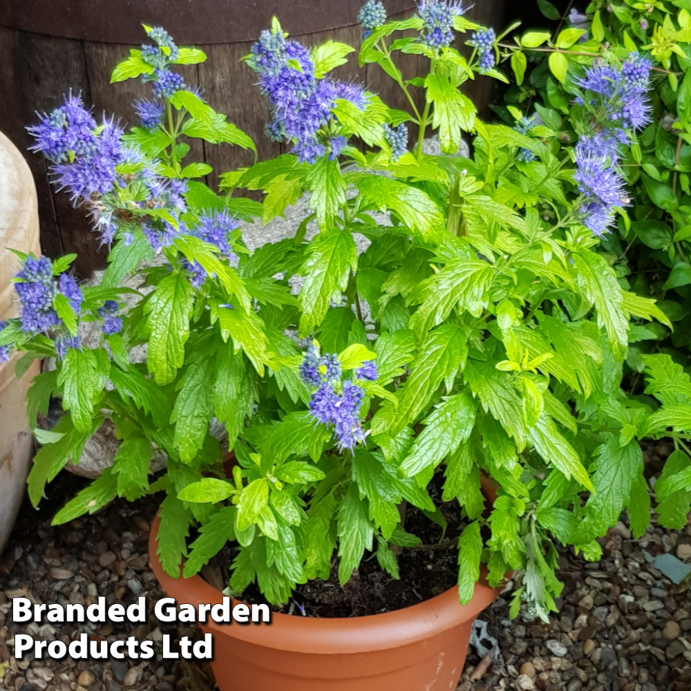 Caryopteris 'Sapphire Dream'