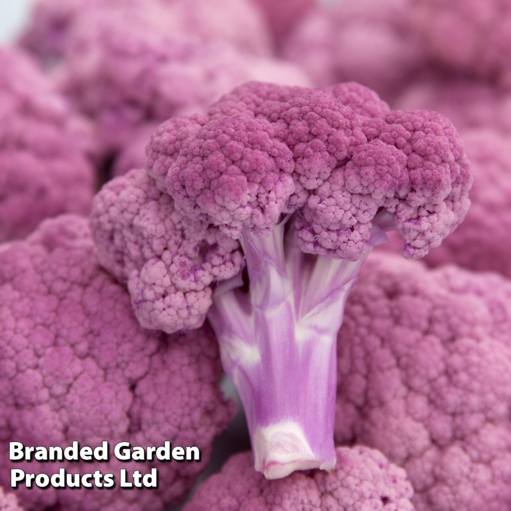 Cauliflower 'Depurple'